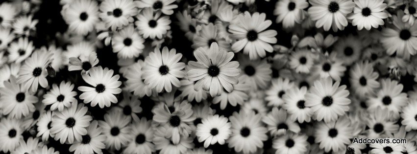 White Daisy {Flowers Facebook Timeline Cover Picture, Flowers Facebook Timeline image free, Flowers Facebook Timeline Banner}