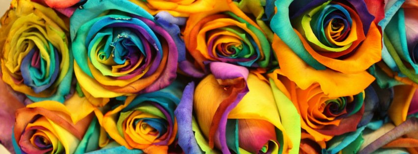 Colorful Roses {Flowers Facebook Timeline Cover Picture, Flowers Facebook Timeline image free, Flowers Facebook Timeline Banner}