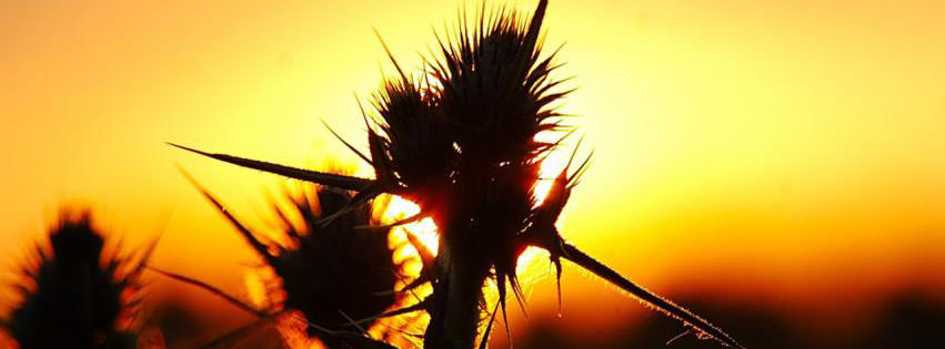 Thorny Plant {Scenic & Nature Facebook Timeline Cover Picture, Scenic & Nature Facebook Timeline image free, Scenic & Nature Facebook Timeline Banner}