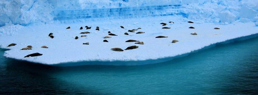 Seals on Ice {Animals Facebook Timeline Cover Picture, Animals Facebook Timeline image free, Animals Facebook Timeline Banner}