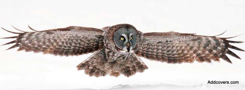 Owl Spreading Its Wings {Animals Facebook Timeline Cover Picture, Animals Facebook Timeline image free, Animals Facebook Timeline Banner}