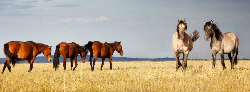 Horses in a Field {Animals Facebook Timeline Cover Picture, Animals Facebook Timeline image free, Animals Facebook Timeline Banner}