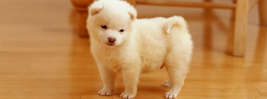 Puppy {Animals Facebook Timeline Cover Picture, Animals Facebook Timeline image free, Animals Facebook Timeline Banner}
