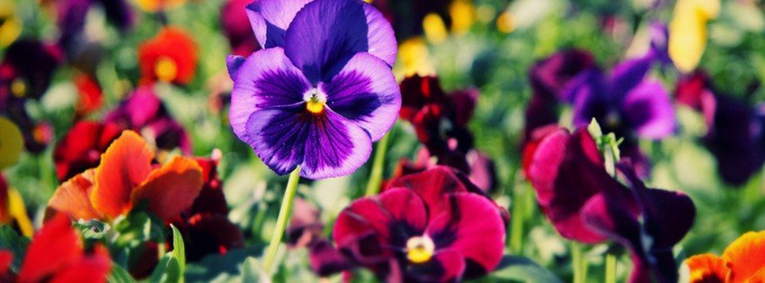 Pansy Flowers {Flowers Facebook Timeline Cover Picture, Flowers Facebook Timeline image free, Flowers Facebook Timeline Banner}
