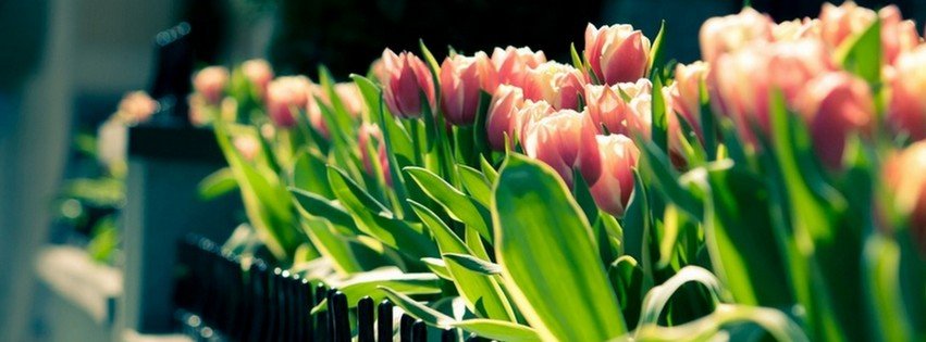 Tulips {Flowers Facebook Timeline Cover Picture, Flowers Facebook Timeline image free, Flowers Facebook Timeline Banner}