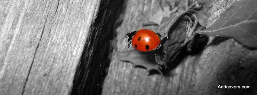 Red Ladybug {Animals Facebook Timeline Cover Picture, Animals Facebook Timeline image free, Animals Facebook Timeline Banner}