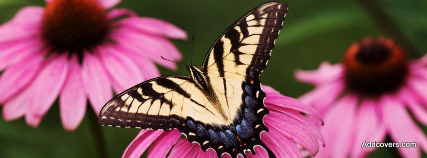 Tiger Swallowtail Butterfly {Scenic & Nature Facebook Timeline Cover Picture, Scenic & Nature Facebook Timeline image free, Scenic & Nature Facebook Timeline Banner}