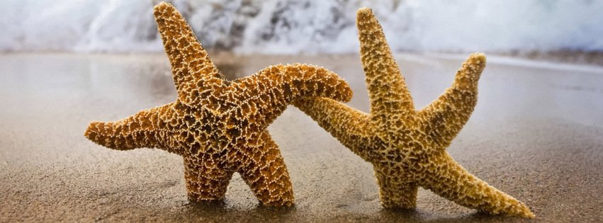 Two Starfishes {Animals Facebook Timeline Cover Picture, Animals Facebook Timeline image free, Animals Facebook Timeline Banner}