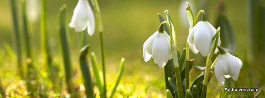 Snowdrop Flowers {Scenic & Nature Facebook Timeline Cover Picture, Scenic & Nature Facebook Timeline image free, Scenic & Nature Facebook Timeline Banner}