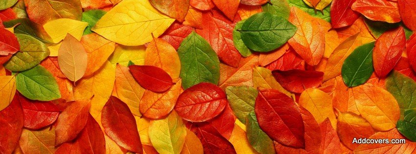 Autumn Leaves {Scenic & Nature Facebook Timeline Cover Picture, Scenic & Nature Facebook Timeline image free, Scenic & Nature Facebook Timeline Banner}