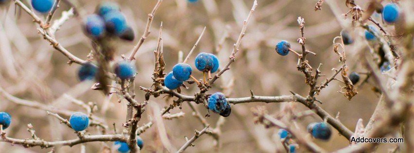 Blueberry Branch {Scenic & Nature Facebook Timeline Cover Picture, Scenic & Nature Facebook Timeline image free, Scenic & Nature Facebook Timeline Banner}