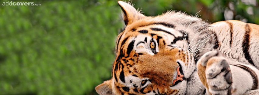 Lazy Tiger Facebook Covers