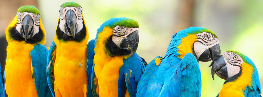 Macaw Parrots {Animals Facebook Timeline Cover Picture, Animals Facebook Timeline image free, Animals Facebook Timeline Banner}