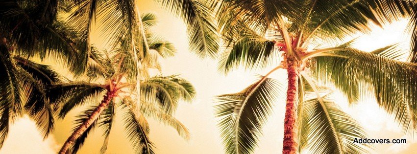 Palm Trees {Scenic & Nature Facebook Timeline Cover Picture, Scenic & Nature Facebook Timeline image free, Scenic & Nature Facebook Timeline Banner}