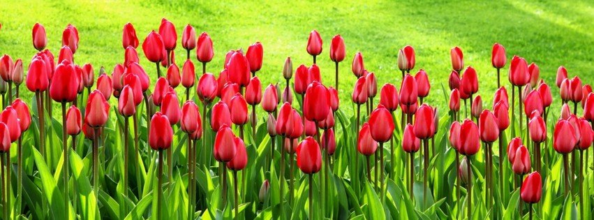 Red Tulips {Flowers Facebook Timeline Cover Picture, Flowers Facebook Timeline image free, Flowers Facebook Timeline Banner}