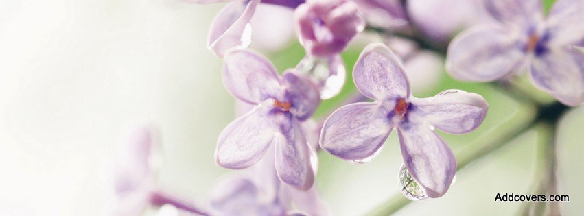 Lilac Flowers {Flowers Facebook Timeline Cover Picture, Flowers Facebook Timeline image free, Flowers Facebook Timeline Banner}