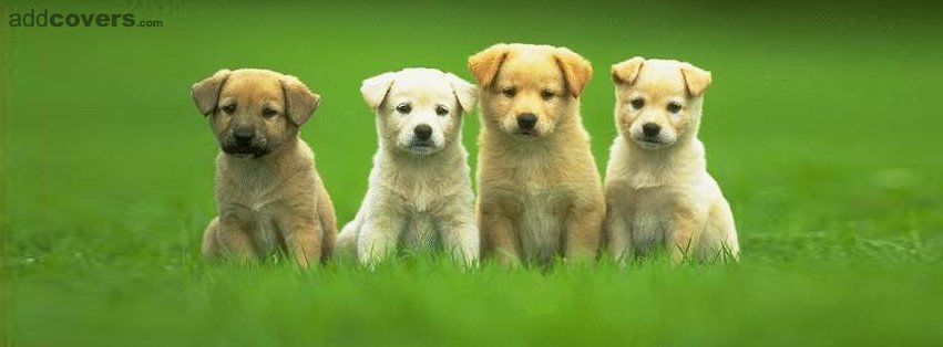 Four cute puppies Facebook Covers