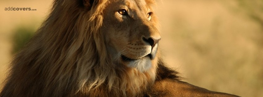 Mighty Lion Facebook Covers