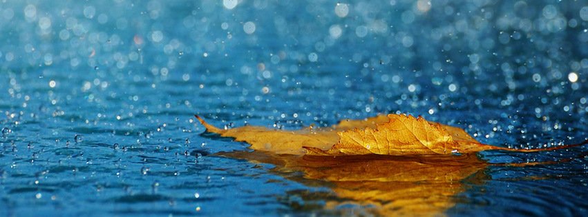 Leaf in the Rain {Other Facebook Timeline Cover Picture, Other Facebook Timeline image free, Other Facebook Timeline Banner}