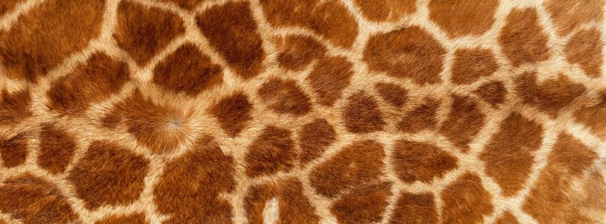 Giraffe Skin Texture {Animals Facebook Timeline Cover Picture, Animals Facebook Timeline image free, Animals Facebook Timeline Banner}