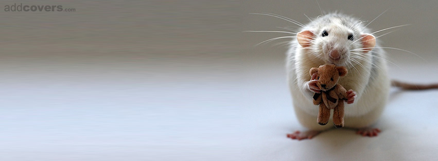 Cute Rat Facebook Covers