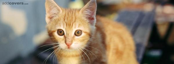 Super cute kitty