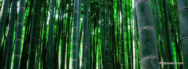 Forest Facebook Covers For Timeline