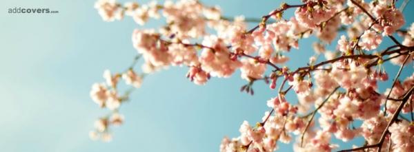 Pretty Tree Branch