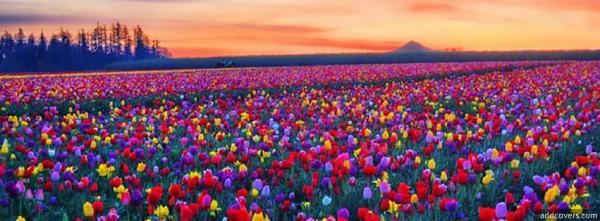 Flower Field