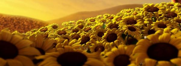 Sunflowers