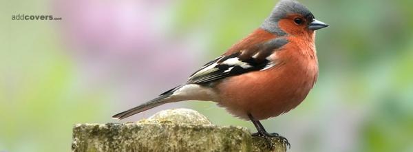 Red Bird