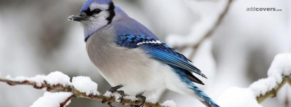 Bird Winter