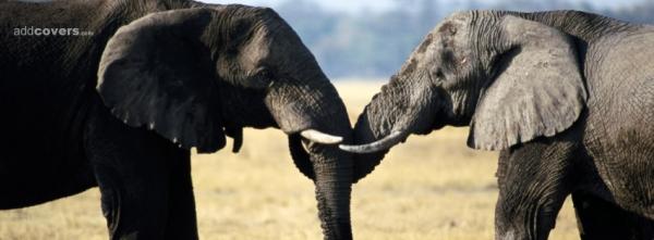 Elephants