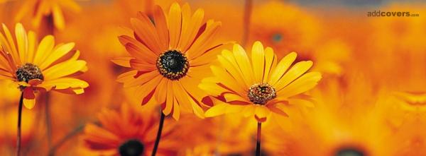 Orange Flowers