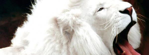 White Lion