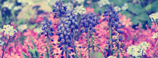 Purple Flowers