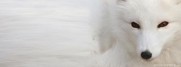 Polar Fox