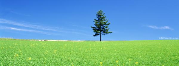 Lonely Tree
