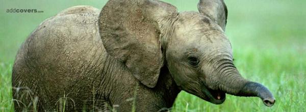 Baby Elephant