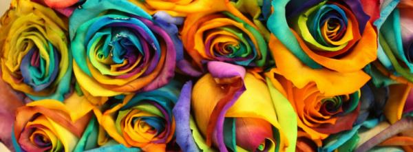 Colorful Roses