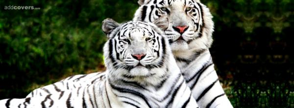 White Tigers