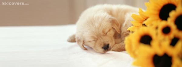 Cute Sleeping Puppy