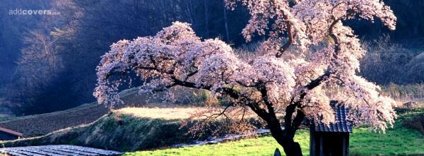 Cool Tree