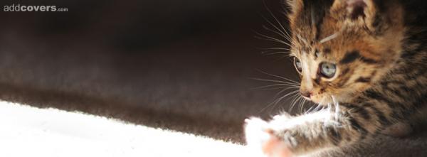 ohhh light!! KittY!