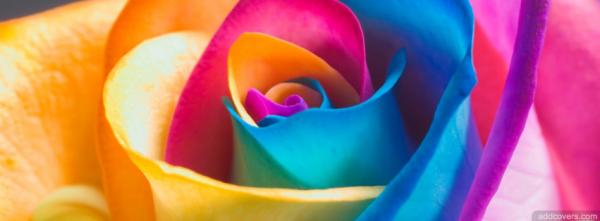 Rainbow Rose