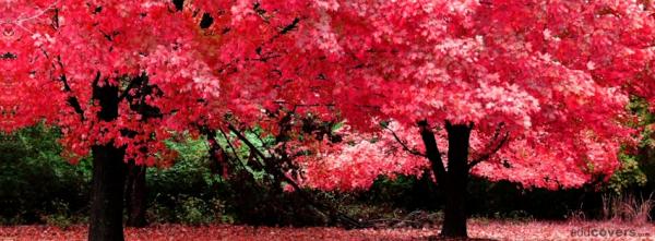Pink Trees