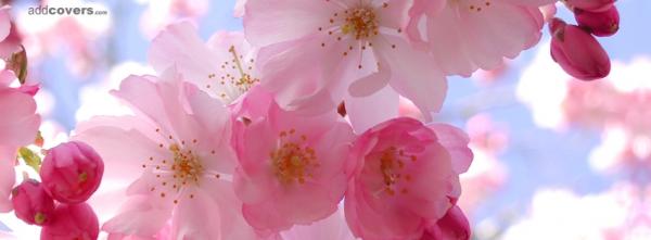 Pink Flowers
