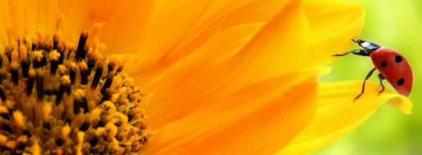 Ladybug on a Flower