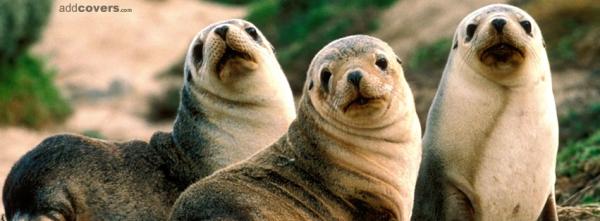 Seals