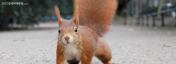 Squirrel